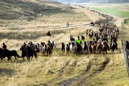 Stóðið rekið til réttar. Mynd Hrafnhildur L Hafsteinsdóttir