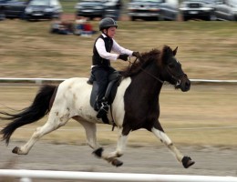 Guðmar Magnússon og Fjölnir frá Sjávarborg á Fákaflugi 2009. Mynd: Sigurlína Magnúsóttir