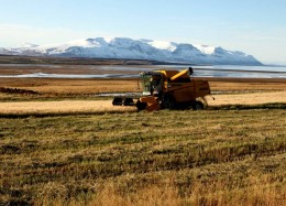 Kornskurður í Skagafirði. Mynd: Áskell Þórisson