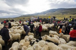 Margir lögðu leið sína í Þverárrétt. Mynd: Pétur Jónsson