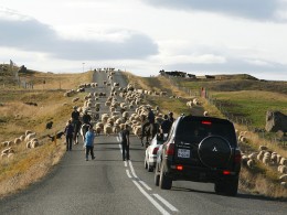 Það má reikna með óvæntum uppákomum á þjóðvegum landsins á þessum árstíma.