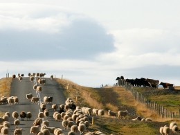 Áhorfendur þyrptust að þegar féið fór framhjá.