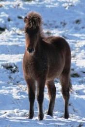 Stilling frá Íbishóli stóð hæst allra folalda á laugardaginn.