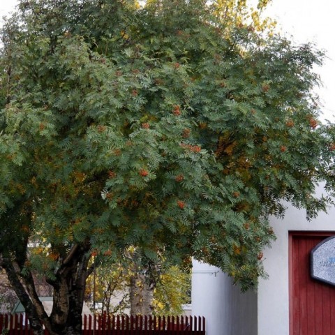 Himneskt ofurópal – hauststemning