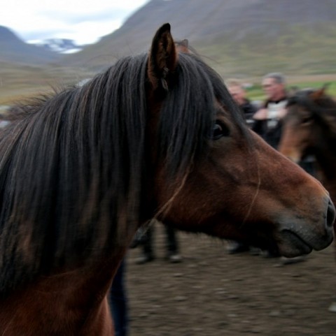 laufskalarett2015-145