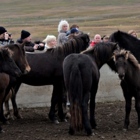 laufskalarett2015-159