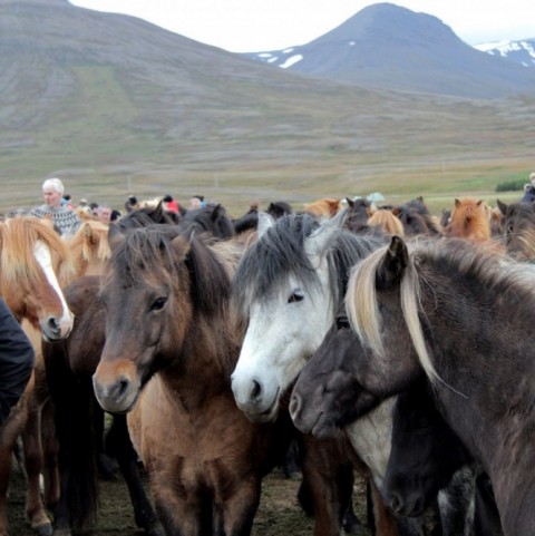 laufskalarett2015-23