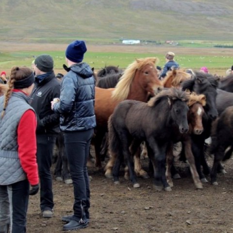 laufskalarett2015-88