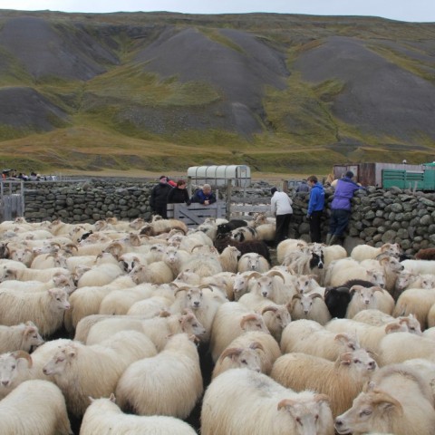 Réttað í Hlíðarrétt 20. september. Ljósm./Stefanía Fjóla Finnbogadóttir