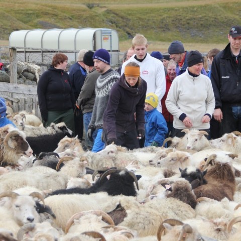 Réttað í Hlíðarrétt 20. september. Ljósm./Stefanía Fjóla Finnbogadóttir