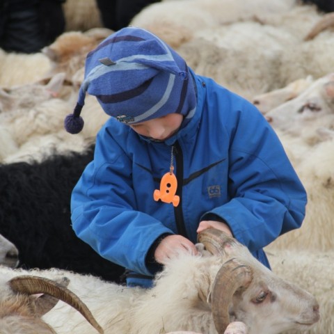 Réttað í Hlíðarrétt 20. september. Ljósm./Stefanía Fjóla Finnbogadóttir