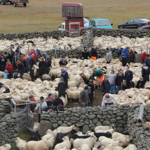 Réttað í Hlíðarrétt 20. september. Ljósm./Stefanía Fjóla Finnbogadóttir