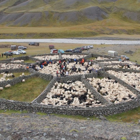 Réttað í Hlíðarrétt 20. september. Ljósm./Stefanía Fjóla Finnbogadóttir