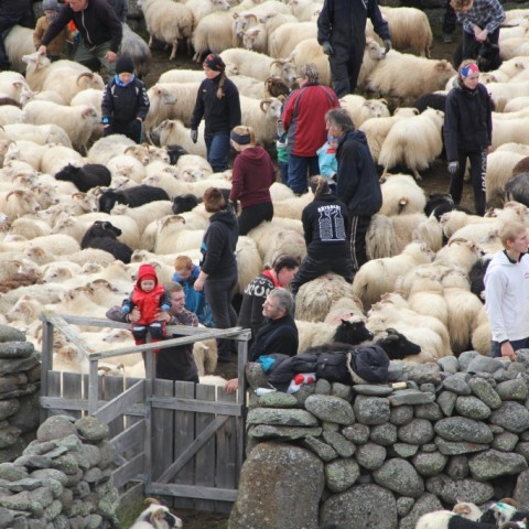 Réttað í Hlíðarrétt 20. september. Ljósm./Stefanía Fjóla Finnbogadóttir