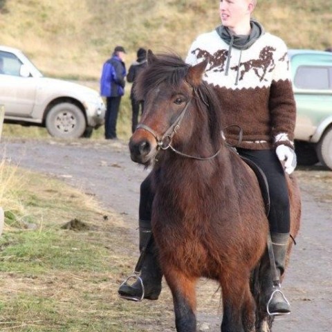 Stóðréttir í Víðidalstungurétt 3. október 2015. Ljósm./Anna Scheving