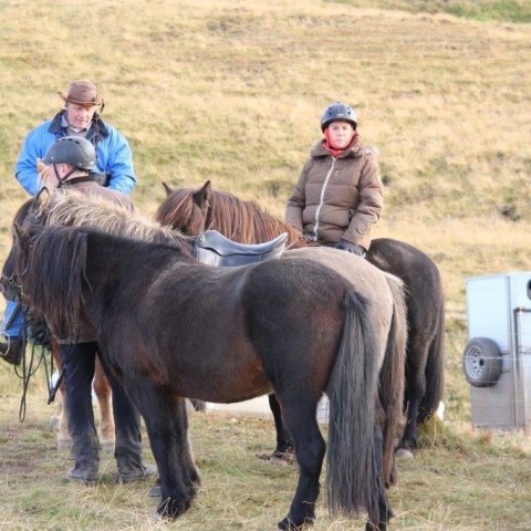 Stóðréttir í Víðidalstungurétt 3. október 2015. Ljósm./Anna Scheving