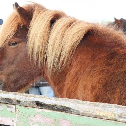 Stóðréttir í Víðidalstungurétt 3. október 2015. Ljósm./Anna Scheving