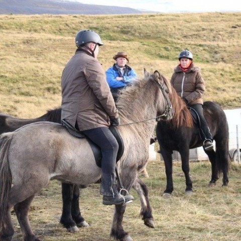 Stóðréttir í Víðidalstungurétt 3. október 2015. Ljósm./Anna Scheving