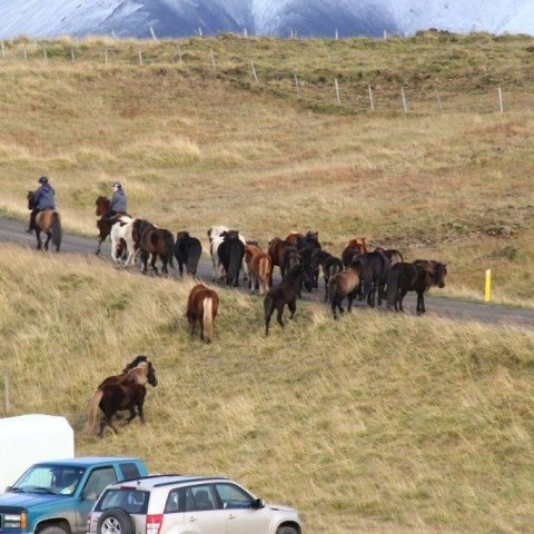 Stóðréttir í Víðidalstungurétt 3. október 2015. Ljósm./Anna Scheving