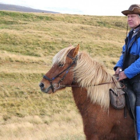 Stóðréttir í Víðidalstungurétt 3. október 2015. Ljósm./Anna Scheving