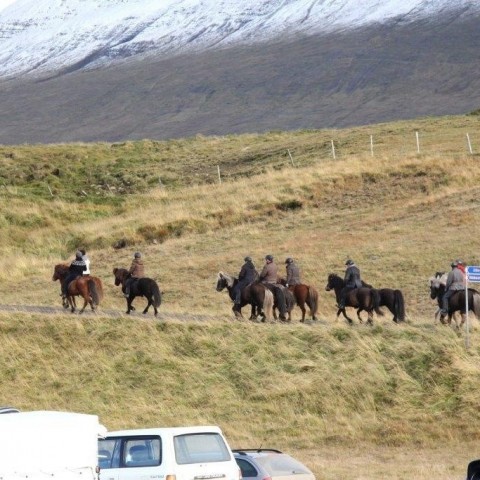 Stóðréttir í Víðidalstungurétt 3. október 2015. Ljósm./Anna Scheving