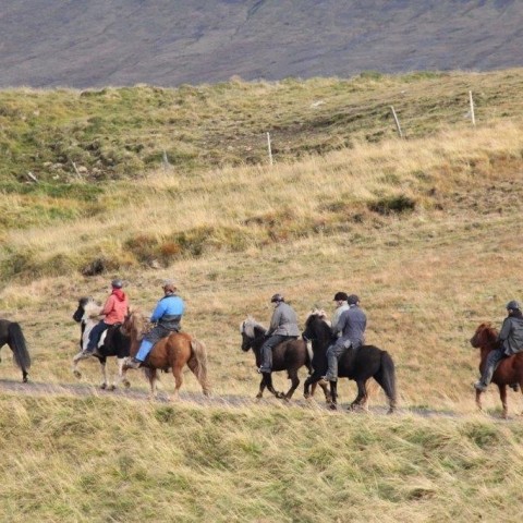 Stóðréttir í Víðidalstungurétt 3. október 2015. Ljósm./Anna Scheving