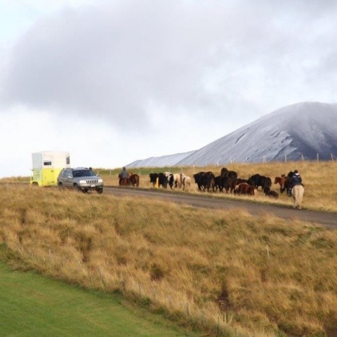 Stóðréttir í Víðidalstungurétt 3. október 2015. Ljósm./Anna Scheving