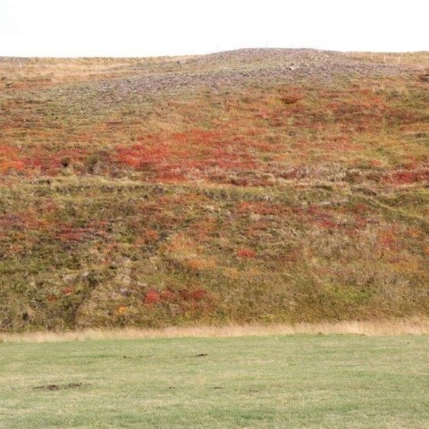 Stóðréttir í Víðidalstungurétt 3. október 2015. Ljósm./Anna Scheving