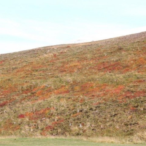 Stóðréttir í Víðidalstungurétt 3. október 2015. Ljósm./Anna Scheving