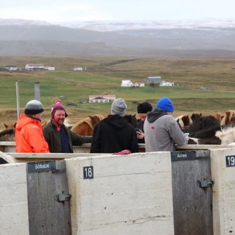 Stóðréttir í Víðidalstungurétt 3. október 2015. Ljósm./Anna Scheving