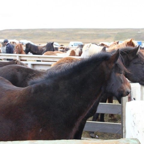 Stóðréttir í Víðidalstungurétt 3. október 2015. Ljósm./Anna Scheving