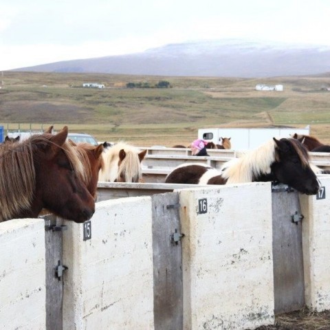 Stóðréttir í Víðidalstungurétt 3. október 2015. Ljósm./Anna Scheving