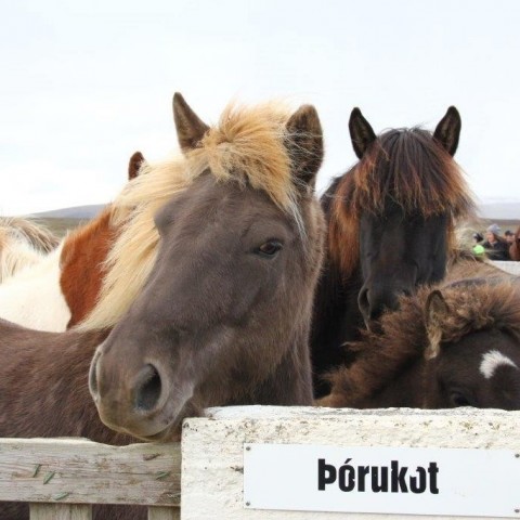 Stóðréttir í Víðidalstungurétt 3. október 2015. Ljósm./Anna Scheving