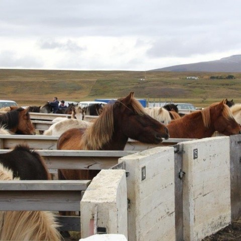 Stóðréttir í Víðidalstungurétt 3. október 2015. Ljósm./Anna Scheving