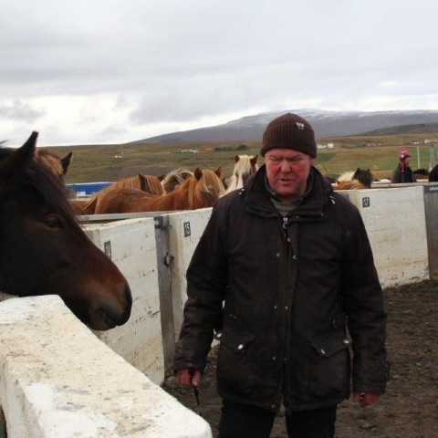 Stóðréttir í Víðidalstungurétt 3. október 2015. Ljósm./Anna Scheving