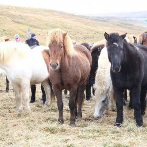 Stóðréttir í Víðidalstungurétt 3. október 2015. Ljósm./Anna Scheving