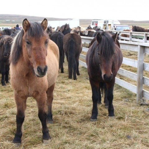 Stóðréttir í Víðidalstungurétt 3. október 2015. Ljósm./Anna Scheving