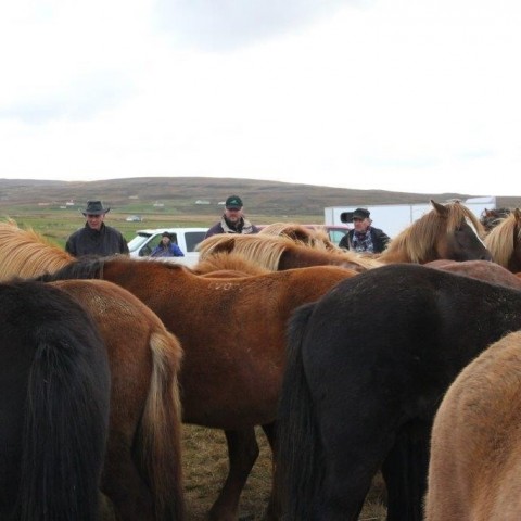 Stóðréttir í Víðidalstungurétt 3. október 2015. Ljósm./Anna Scheving