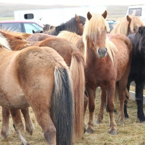 Stóðréttir í Víðidalstungurétt 3. október 2015. Ljósm./Anna Scheving