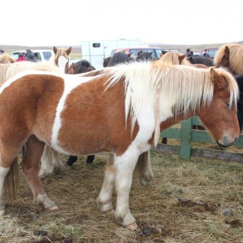 Stóðréttir í Víðidalstungurétt 3. október 2015. Ljósm./Anna Scheving