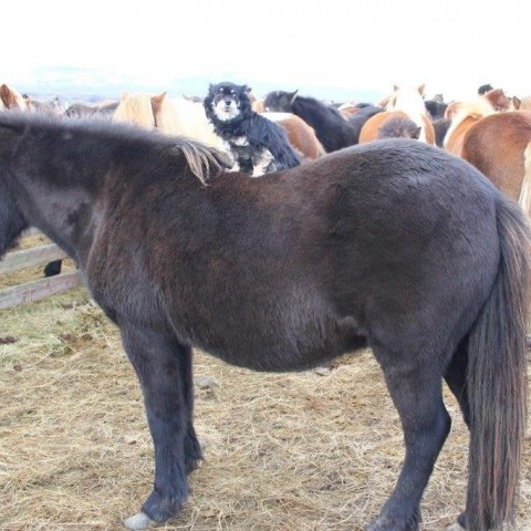 Stóðréttir í Víðidalstungurétt 3. október 2015. Ljósm./Anna Scheving