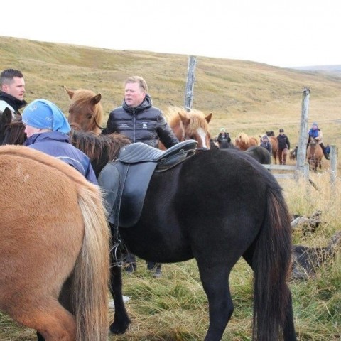 Stóðréttir í Víðidalstungurétt 3. október 2015. Ljósm./Anna Scheving