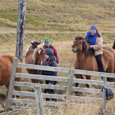 Stóðréttir í Víðidalstungurétt 3. október 2015. Ljósm./Anna Scheving