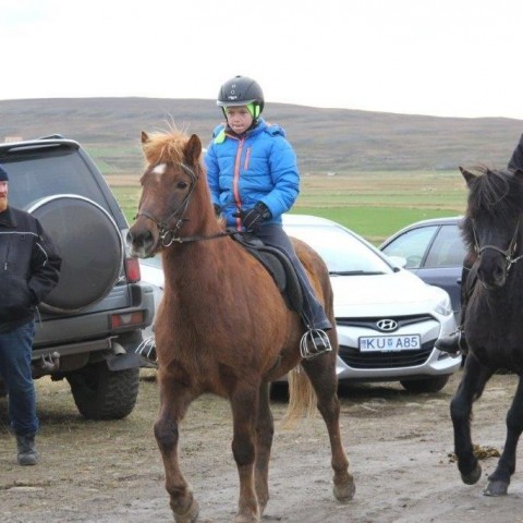 Stóðréttir í Víðidalstungurétt 3. október 2015. Ljósm./Anna Scheving