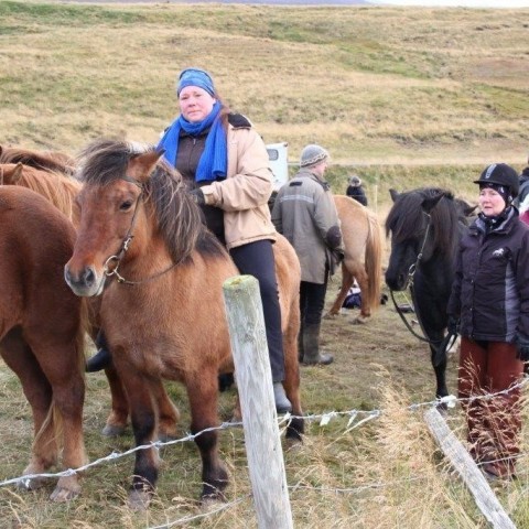 Stóðréttir í Víðidalstungurétt 3. október 2015. Ljósm./Anna Scheving