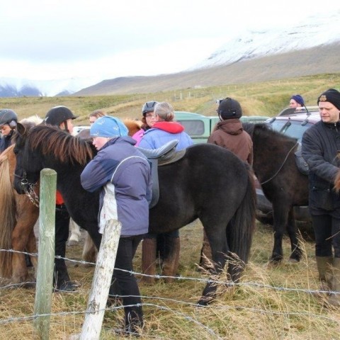 Stóðréttir í Víðidalstungurétt 3. október 2015. Ljósm./Anna Scheving