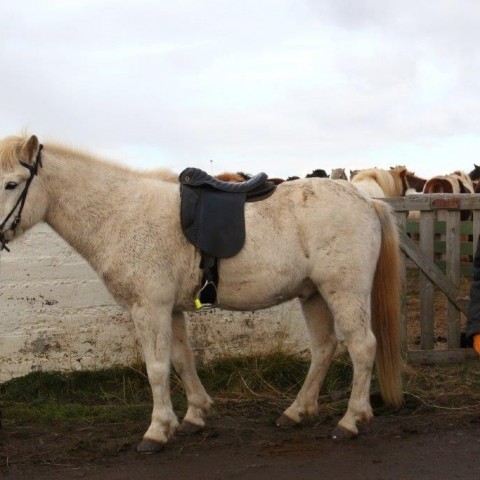 Stóðréttir í Víðidalstungurétt 3. október 2015. Ljósm./Anna Scheving