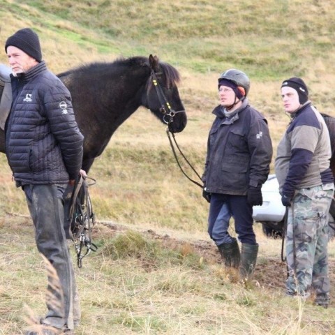 Stóðréttir í Víðidalstungurétt 3. október 2015. Ljósm./Anna Scheving