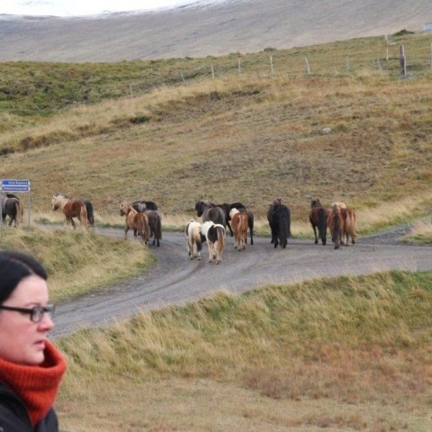 Stóðréttir í Víðidalstungurétt 3. október 2015. Ljósm./Anna Scheving