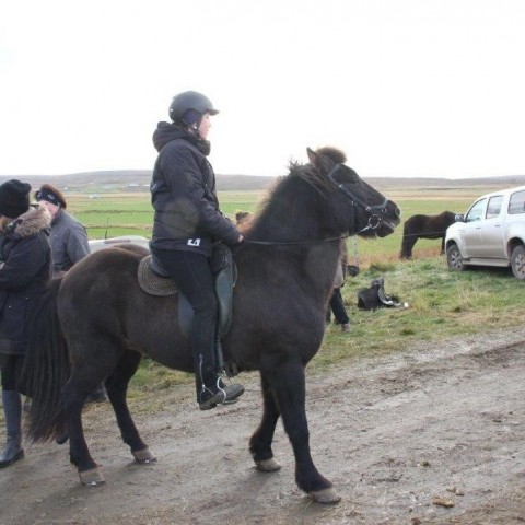 Stóðréttir í Víðidalstungurétt 3. október 2015. Ljósm./Anna Scheving